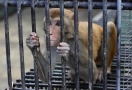 Угощение для медведей, обезьян, тигров и торт для бегемота: Большереченский зоопарк отметил 35-летие