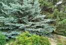 Ежегодная выставка или прогулка по саду? Фоторепортаж о том, что интересного было на «Флоре»