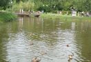 Ежегодная выставка или прогулка по саду? Фоторепортаж о том, что интересного было на «Флоре»