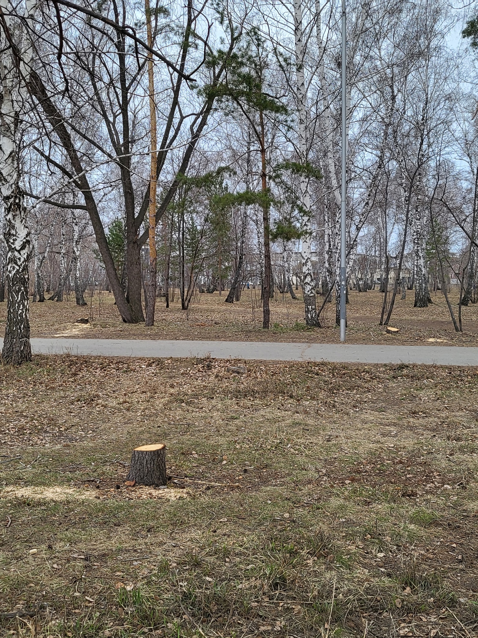 Омичи заметили новые вырубки деревьев в парке 30 лет ВЛКСМ | 20.04.2024 |  Омск - БезФормата