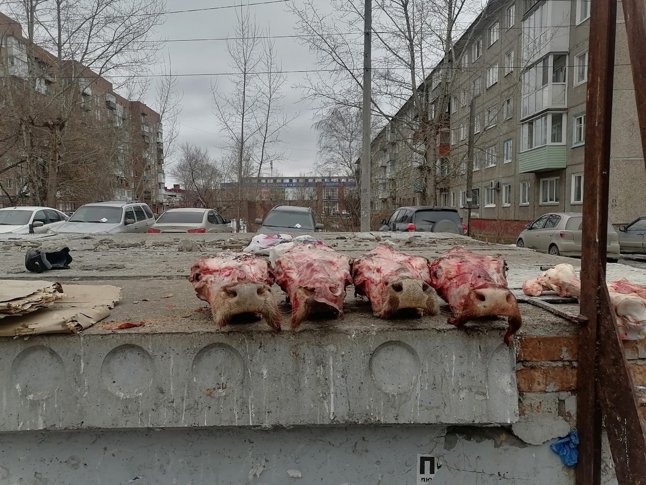 Возле домов рядом с железнодорождным вокзалом омичи обнаружили говяжьи  головы и кости (Фото)